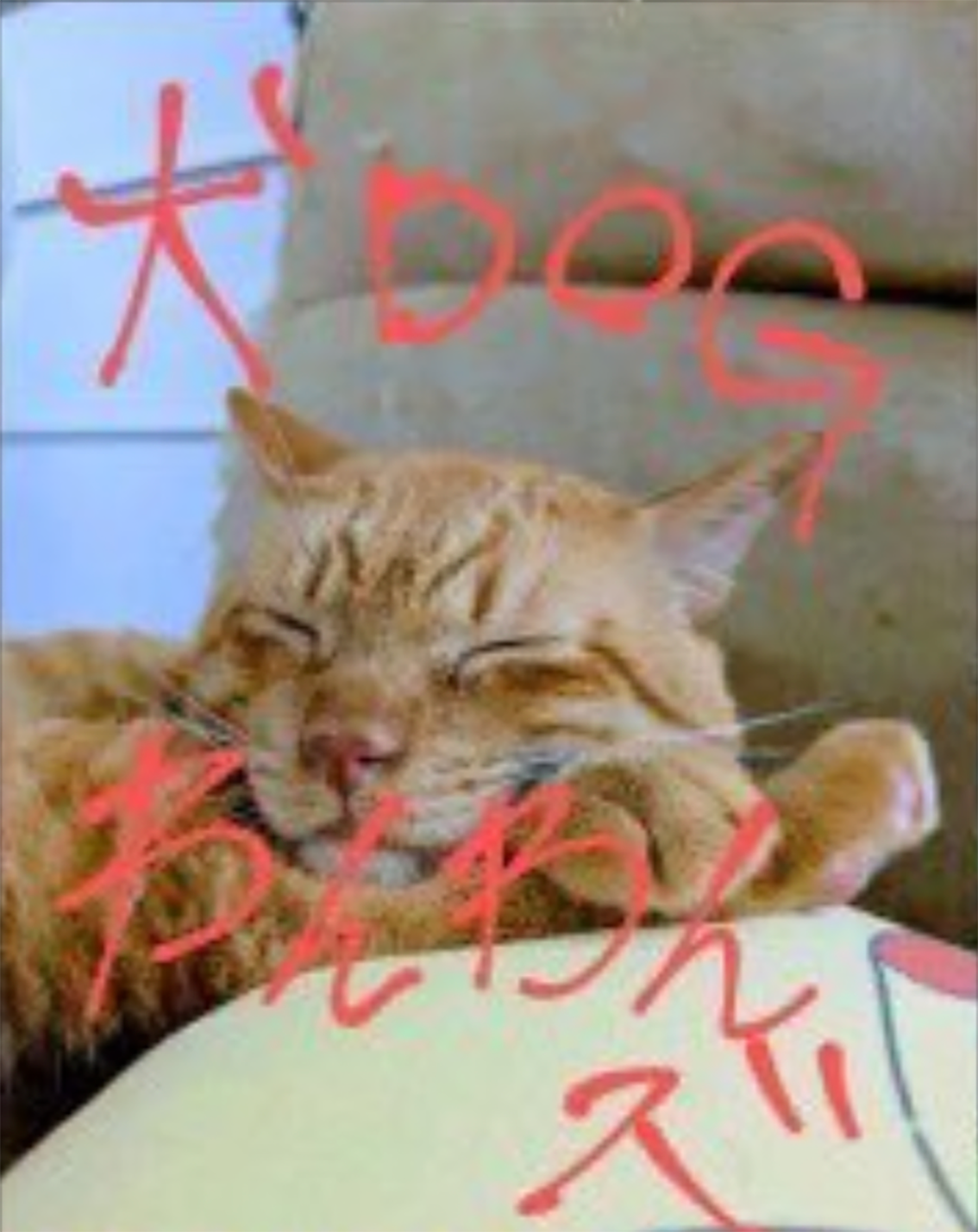 犬DOGわんわんズ